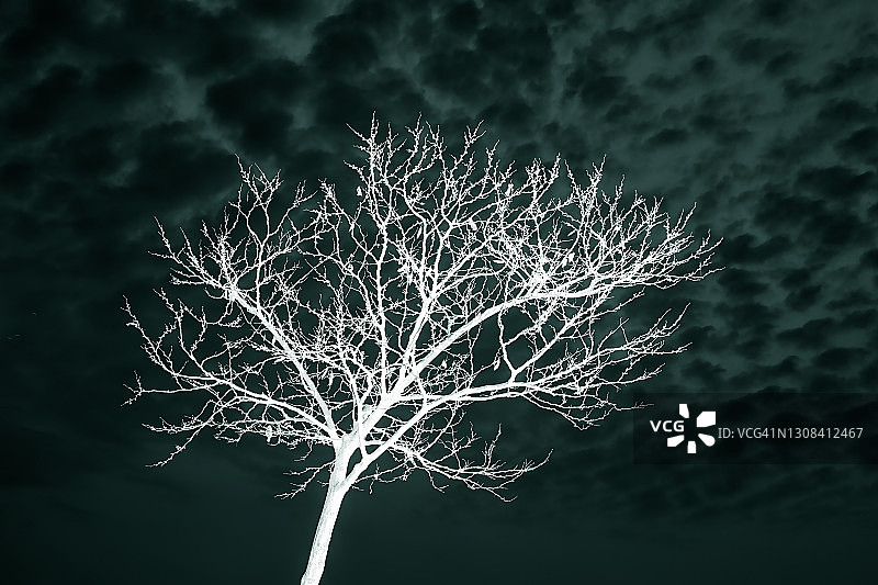 单棵落叶树图片素材