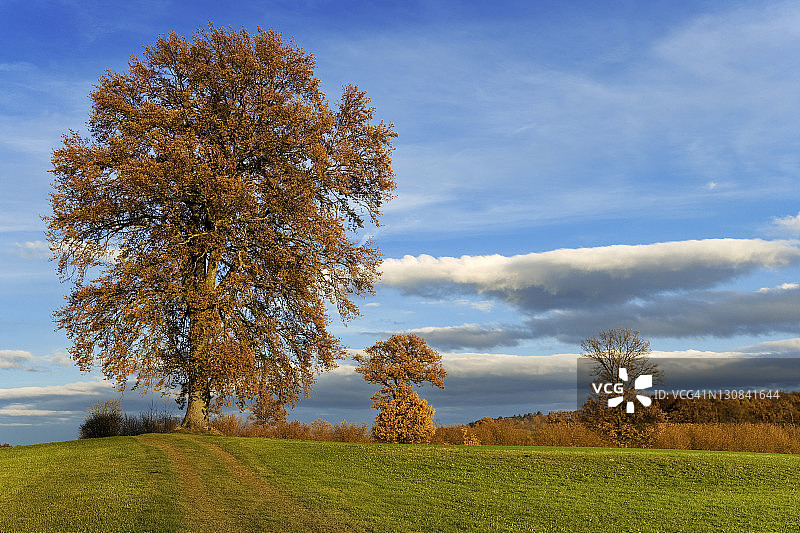 秋季瑞士的夏栎树（Quercus robur）图片素材