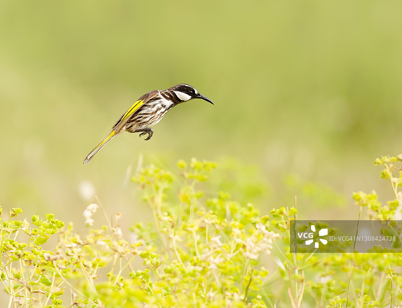 白颊吸蜜鸟图片素材