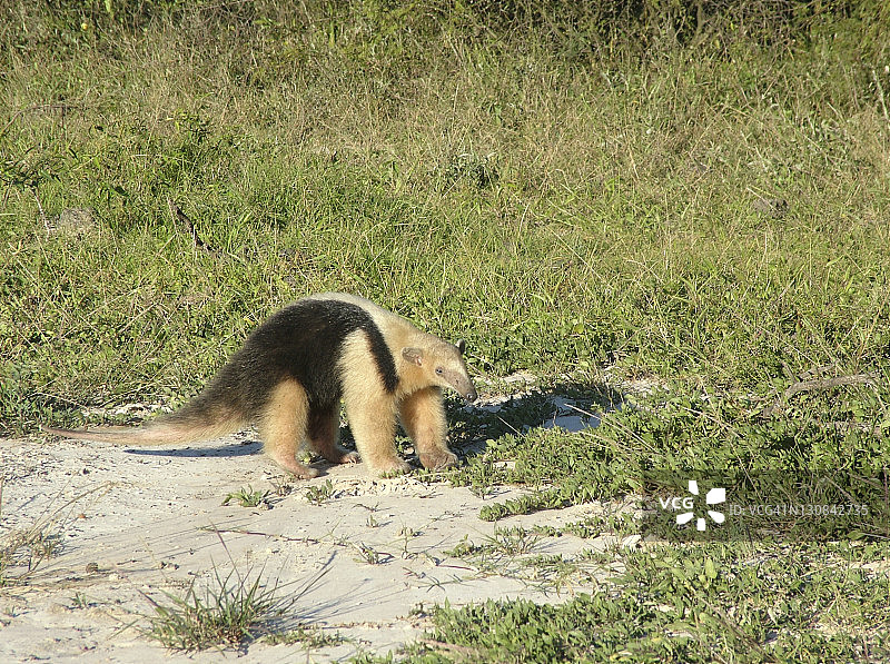 小食蚁兽（Tamandua tetradactyla），格兰查科，巴拉圭图片素材