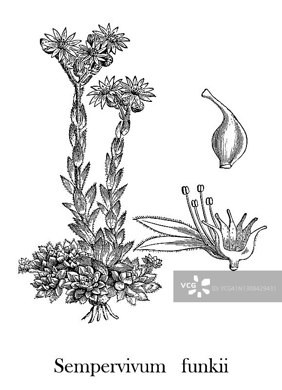 长生草，或家养韭菜和母鸡和小鸡，多肉高山植物 (Sempervivum funkii)的古老雕刻插图图片素材