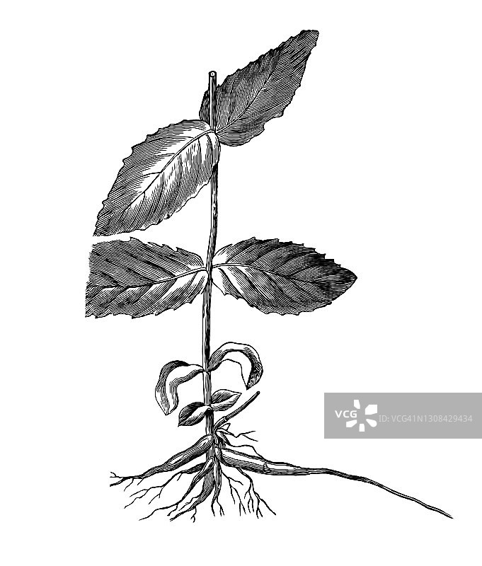 景天属植物的老式雕刻插图图片素材