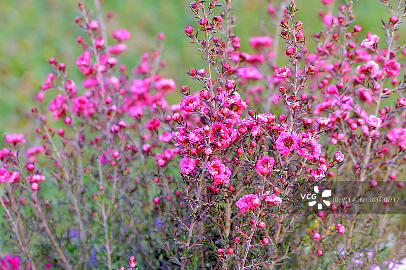 新西兰茶树花图片素材