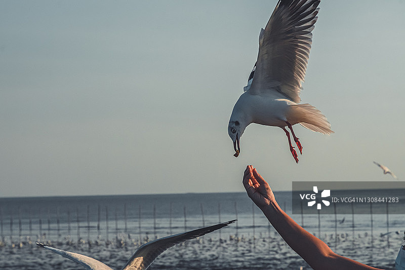 夕阳下，海鸥从手中掠食图片素材