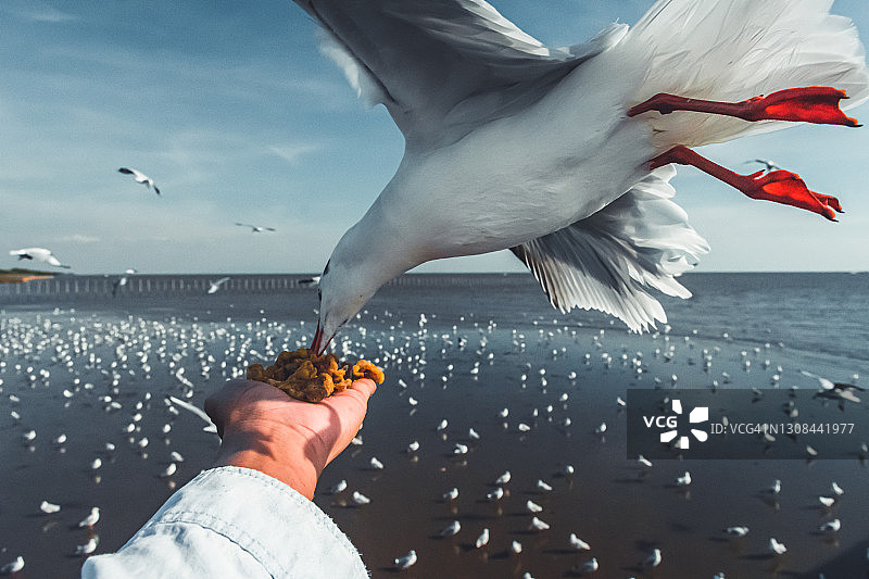 日落时海鸥从手中取食的特写图片素材
