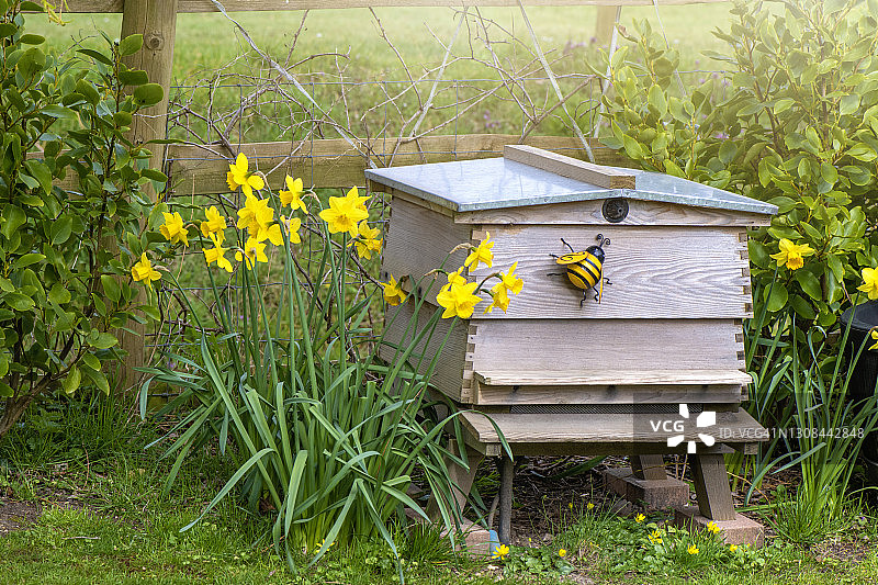 英国花园中带有黄色水仙花的木制蜂箱图片素材