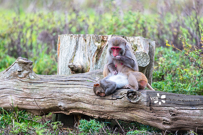 两只猕猴在倒下的树上互相梳理毛发图片素材