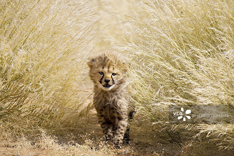 纳米比亚高草中的猎豹幼崽图片素材