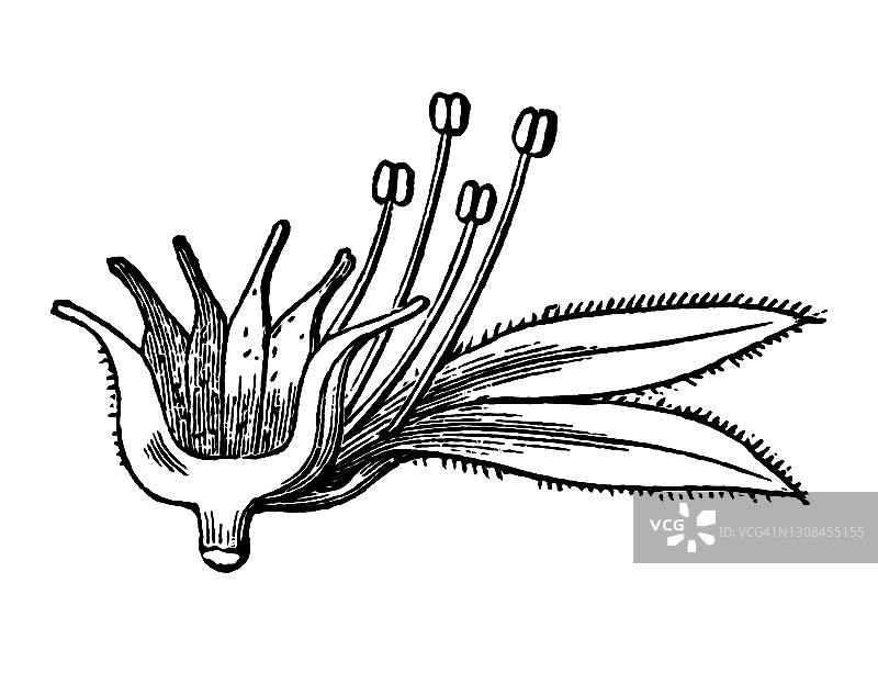 长生草，或家养韭菜和母鸡和小鸡，多肉高山植物 (Sempervivum funkii)的古老雕刻插图图片素材