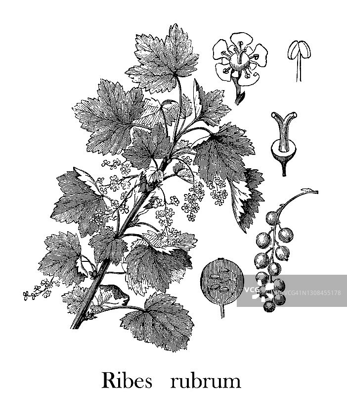 红醋栗旧版画插图图片素材