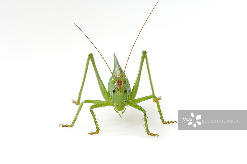 大草蛉图片素材