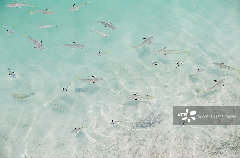 艾图塔基泻湖一英尺岛上阳光明媚的一天，小鱼嬉戏图片素材