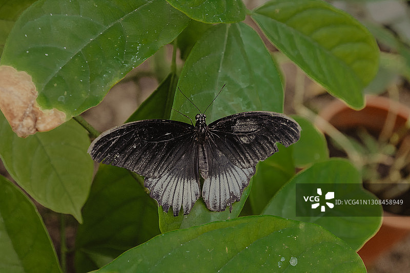 笼中的自然图片素材