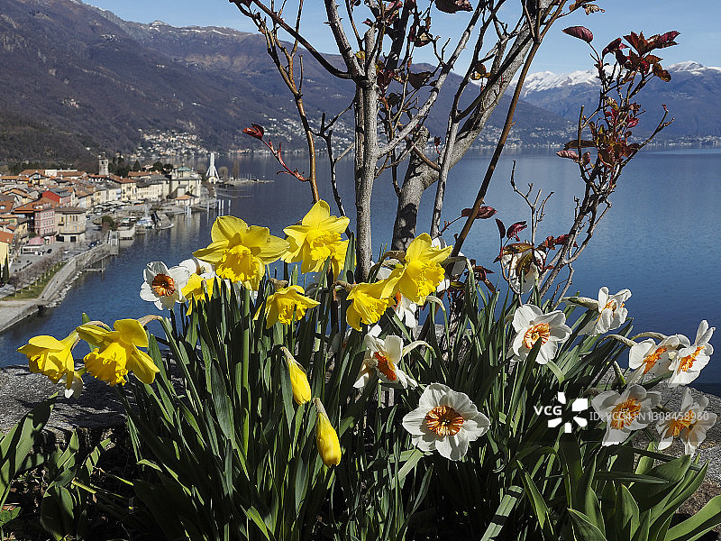 黄色水仙和白色多花水仙在马焦雷湖岸边盛开图片素材