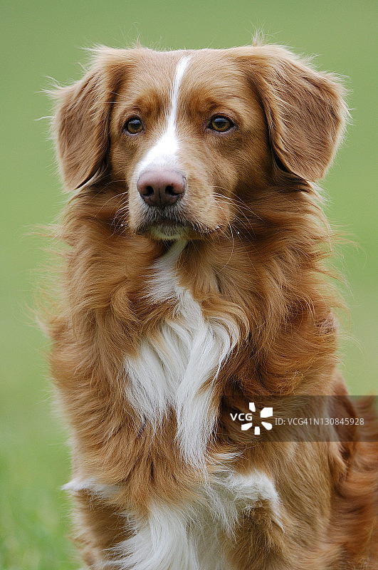 新斯科舍诱鸭寻猎犬图片素材