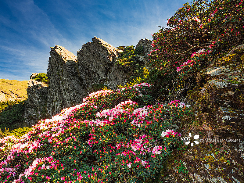 亚洲风光：玉山杜鹃盛开于中国台湾南投太鲁阁公园步道图片素材