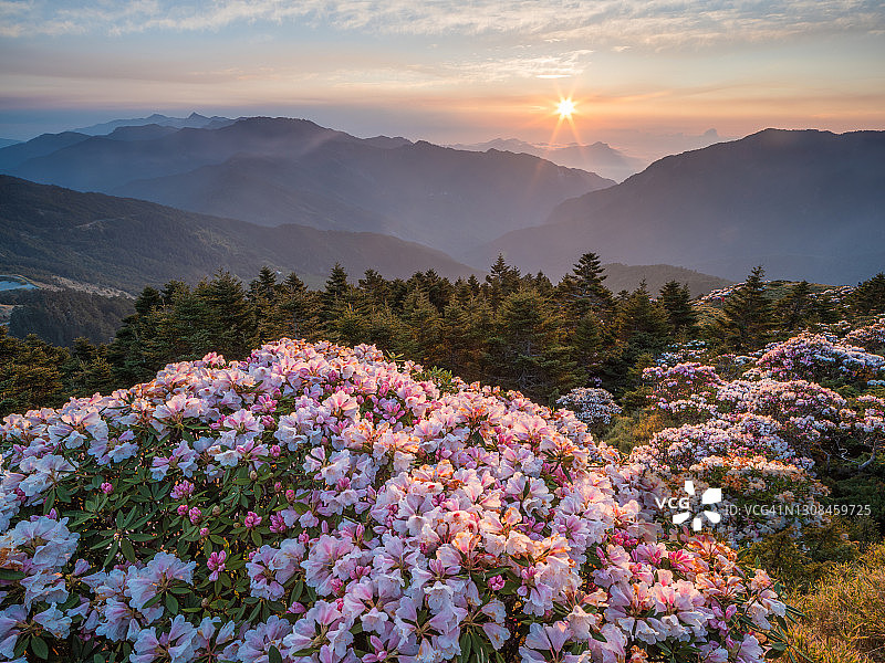亚洲风光：玉山杜鹃盛开于中国台湾南投太鲁阁公园步道图片素材