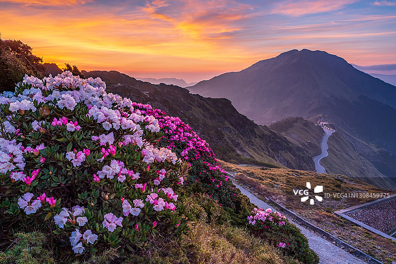 亚洲风光：玉山杜鹃盛开于中国台湾南投太鲁阁公园步道图片素材