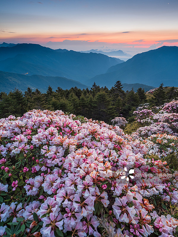 亚洲风光：玉山杜鹃盛开于中国台湾南投太鲁阁公园步道图片素材
