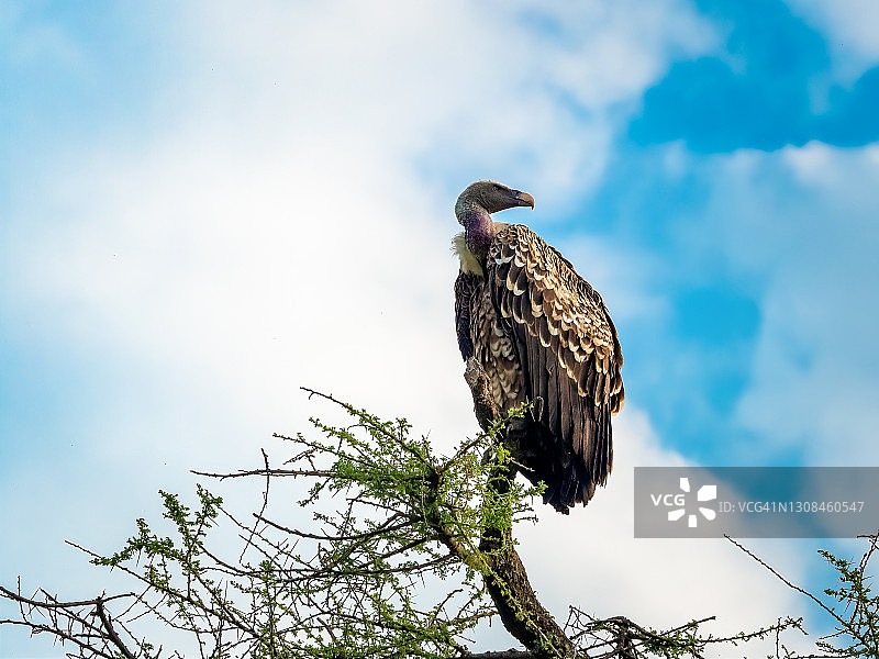 树上凶猛的吕佩尔兀鹫回头看图片素材