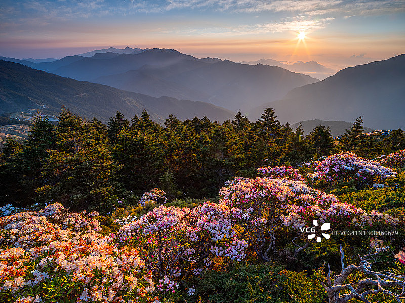 亚洲风光：玉山杜鹃盛开于中国台湾南投太鲁阁公园步道图片素材