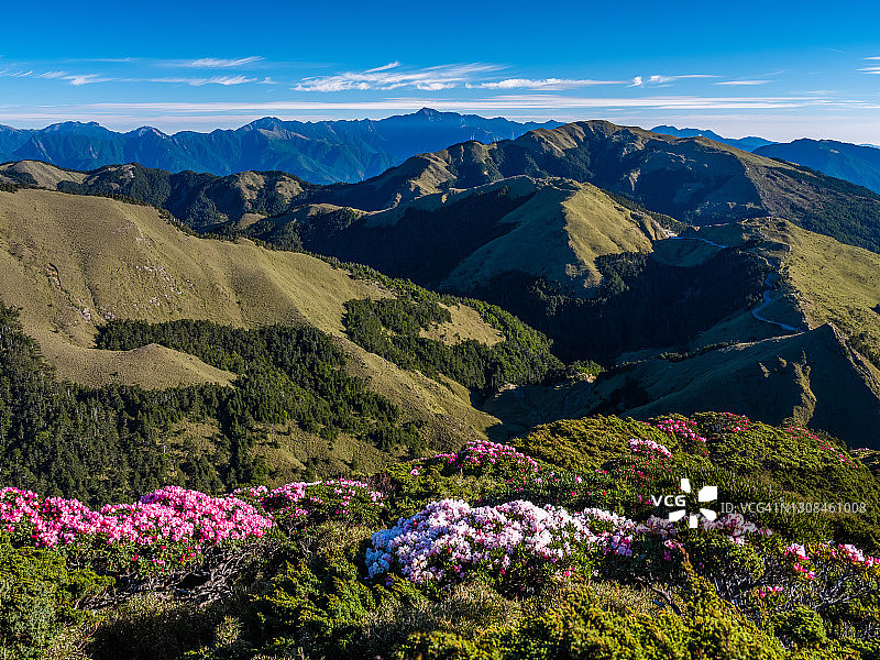 亚洲风光：玉山杜鹃盛开于中国台湾南投太鲁阁公园步道图片素材