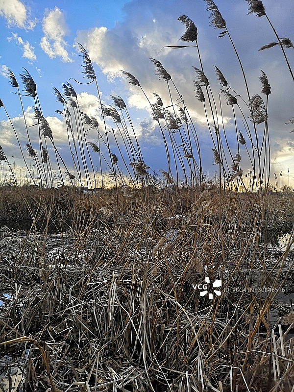 蓝天下的干燥芦苇草图片素材