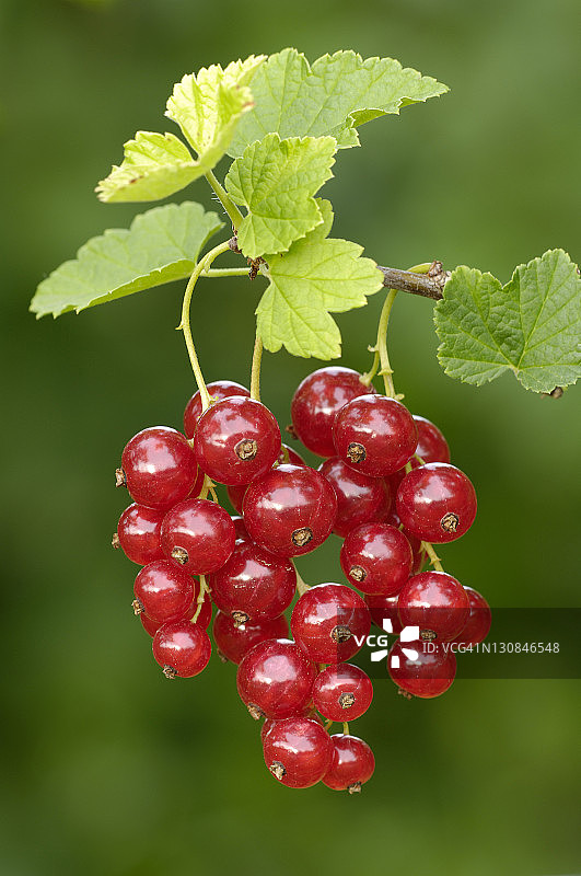 红醋栗图片素材