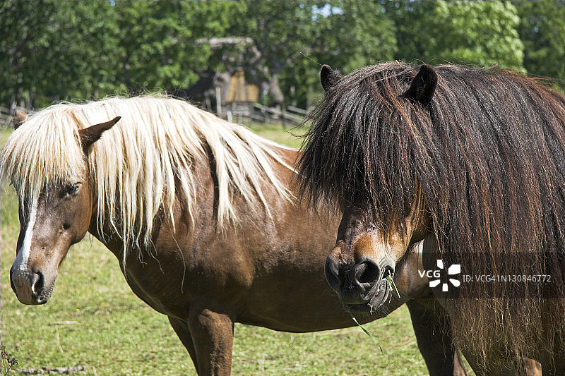 瑞典哥特兰岛邦厄的马图片素材