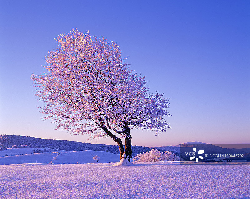 绍因斯兰的欧洲山毛榉，德国巴登-符腾堡图片素材