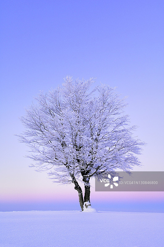 欧洲山毛榉图片素材