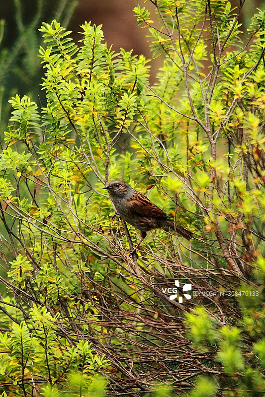 在纽波特比奇伍德公园的欧亚鹪鹩图片素材