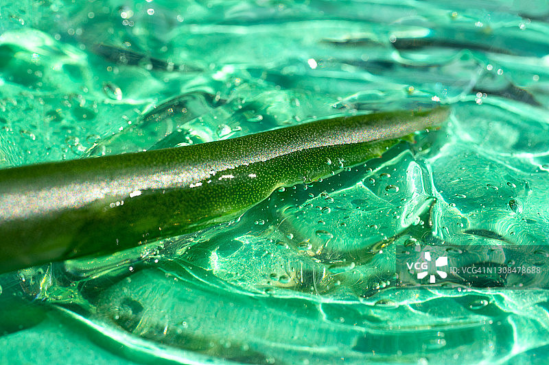 芦荟叶和植物凝胶涂抹质地图片素材