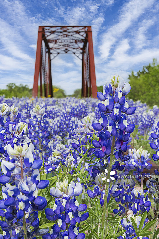 废弃铁轨上生长的德克萨斯州蓝帽花图片素材
