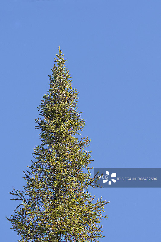 常绿树梢图片素材