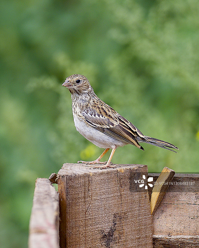 幼年哀歌山雀栖息在农场栅栏上图片素材