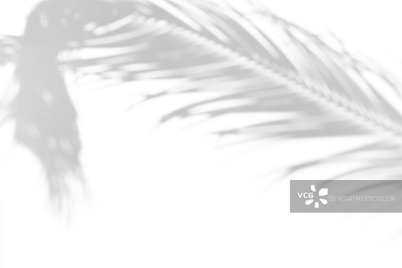 热带棕榈或蕨类植物在白色背景上的终极灰色阴影，黑白阴影隔离设计素材图片素材