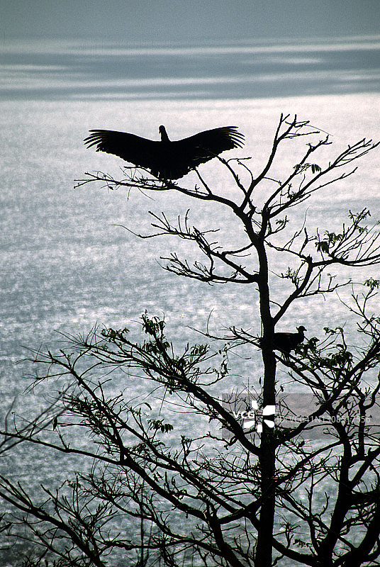 秃鹫剪影图片素材