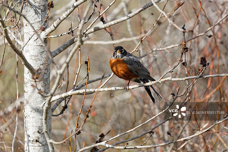 向前看的知更鸟图片素材