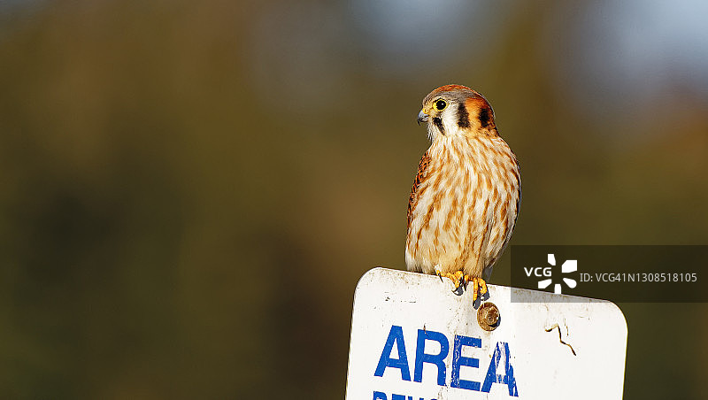 栖息在标志牌上的美洲红隼图片素材
