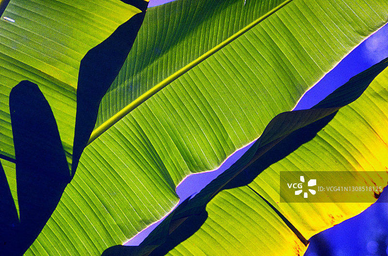 香蕉的叶子图片素材