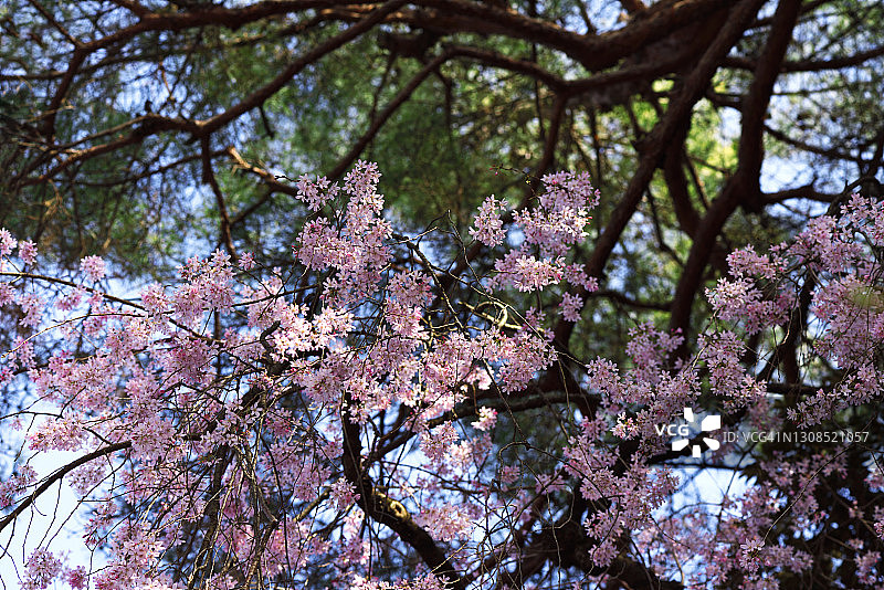 盛开的垂枝樱花图片素材