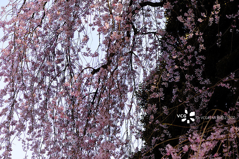 盛开的垂枝樱花图片素材