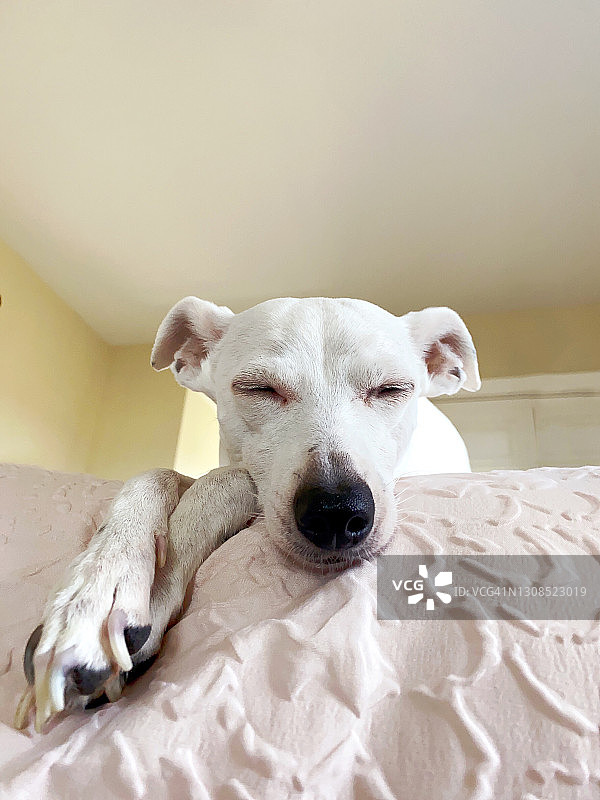 小狗午睡特写图片素材