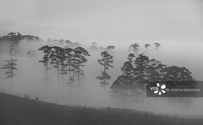 雾中的松树林山脉 - 黑白图像图片素材