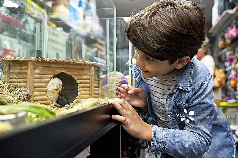 在宠物店看豚鼠的白人小男孩图片素材