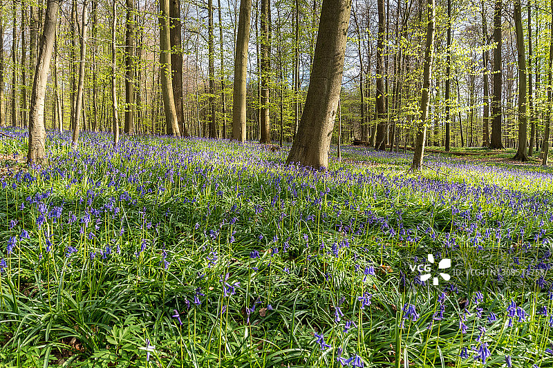 山毛榉森林中的风铃草图片素材