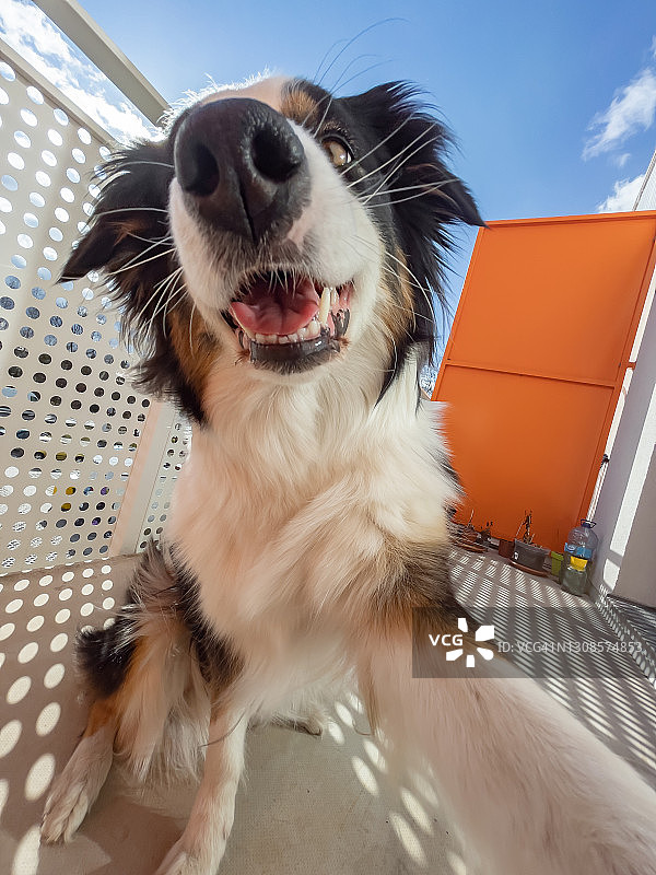 澳洲牧羊犬肖像图片素材