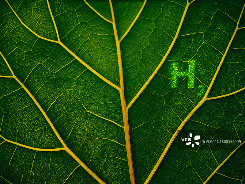 叶脉与氢气标记图片素材