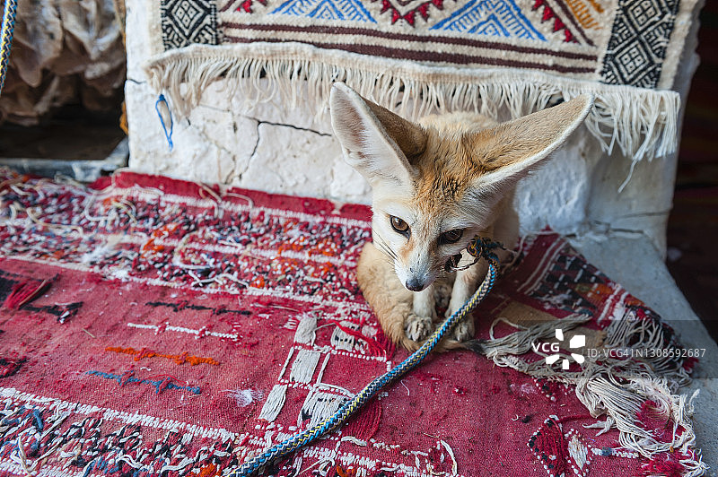 突尼斯杜兹市场上的耳廓狐图片素材